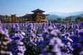 Wooden building and torii shrine with japanese style in the field of lavender flower field