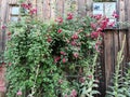 Wooden building with wild climbing pink roses on it Royalty Free Stock Photo