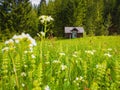 Wooden cabin on the blooming meadow surrounded by coniferous woods. Picturesque spring background of the Carpathians Royalty Free Stock Photo