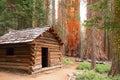 Wooden cabin in sequoia forest Royalty Free Stock Photo