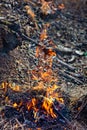 Wooden camp fire in the forest