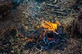 Wooden camp fire in the forest