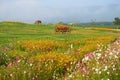 Wooden cart in Boon Rawd Farm Royalty Free Stock Photo