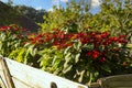 wooden cart with flowers, brazilian landscapes eco hotel fazenda for holidays, Rio Grande do Sul, Brazil.