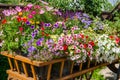 Wooden cart full of petunia flowers. Landscaping in the park