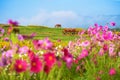 Wooden cart in the garden of Boon Rawd Farm Royalty Free Stock Photo