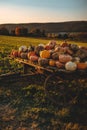 Wooden cart loaded with pumpkins in a field on the sunset Royalty Free Stock Photo