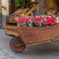 Wooden cart with red poinsettias, Euphorbia pulcherrima