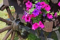 Wooden cart with summer flowers Royalty Free Stock Photo