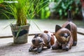 Wooden Cat Dolls on old table Royalty Free Stock Photo