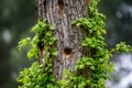 Wooden cavity for woodpecker bird on tree trunk Royalty Free Stock Photo