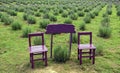 Lavender garden with outdoor sitting area focus Royalty Free Stock Photo