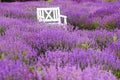 Wooden chairs in the middle of a field of lavender Royalty Free Stock Photo