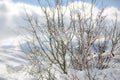 Wooden chapel in a snowy forest.Winter north. Winter in mountain village Royalty Free Stock Photo