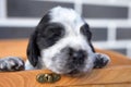 From a wooden chest looking at us cute puppy English Cocker Spaniel blue-roan color. Age 1.5 months Royalty Free Stock Photo