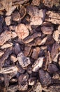 Wooden chips on the ground texture with vignette. background. Royalty Free Stock Photo