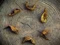 Wooden circle autumn season leaf Royalty Free Stock Photo