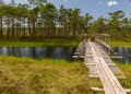 A wooden construction walking bridge in the middle of the swamp. View of the beautiful nature in the swamp - a pond, conifers, Royalty Free Stock Photo