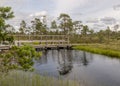 A wooden construction walking bridge in the middle of the swamp. View of the beautiful nature in the swamp - a pond, conifers, Royalty Free Stock Photo