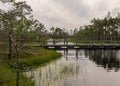 A wooden construction walking bridge in the middle of the swamp. View of the beautiful nature in the swamp - a pond, conifers,