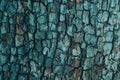 Wooden cracked tree trank in blue tones as natural background. Royalty Free Stock Photo