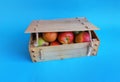 Wooden crate box full of fresh apples isolated on a red background Royalty Free Stock Photo