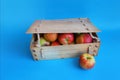 Wooden crate box full of fresh apples isolated on a red background Royalty Free Stock Photo