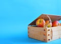 Wooden crate box full of fresh apples isolated on a red background Royalty Free Stock Photo