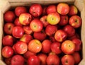 Wooden crate box full of fresh apples