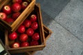 Wooden crate box full of fresh red apples Royalty Free Stock Photo