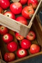 Wooden crate box full of fresh red apples Royalty Free Stock Photo