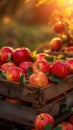 Wooden Crate Filled With Bountiful Red Apples Royalty Free Stock Photo