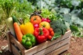 Wooden crate filled with fresh organic vegetables Royalty Free Stock Photo