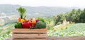 Wooden crate filled with fresh organic vegetables Royalty Free Stock Photo