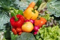 Wooden crate filled with fresh organic vegetables Royalty Free Stock Photo