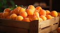 Wooden crate filled with luscious and juicy apricots