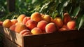 Wooden crate filled with luscious and juicy ripe peaches