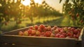 Abundant Harvest, Wooden Crate Overflowing With Fresh, Ripe Apples