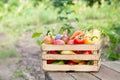Wooden crate of fresh farm vegetables and fruit on rustic table outdoors Royalty Free Stock Photo