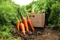 Wooden crate of fresh ripe carrots on field