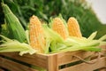 Wooden crate with fresh ripe corn Royalty Free Stock Photo