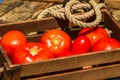 Wooden crate with fresh ripe tomatoes isolated in a rustic composition Royalty Free Stock Photo