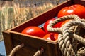 Wooden crate with fresh ripe tomatoes isolated in a rustic composition Royalty Free Stock Photo