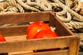 Wooden crate with fresh ripe tomatoes isolated in a rustic composition Royalty Free Stock Photo