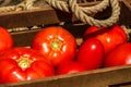 Wooden crate with fresh ripe tomatoes isolated in a rustic composition Royalty Free Stock Photo