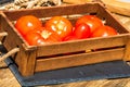 Wooden crate with fresh ripe tomatoes isolated in a rustic composition Royalty Free Stock Photo