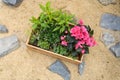 Wooden crate full of beautiful plants ready to be planted in a rock garden. DIY, gardening relax concept background. Top view.