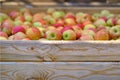 Wooden crate full of fresh apples. harvest of fresh organic apples during autumn fall september in poland in apple orchard Royalty Free Stock Photo