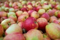 Wooden crate full of fresh apples. harvest of fresh organic apples during autumn fall september in poland in apple orchard