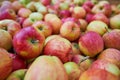 Wooden crate full of fresh apples. harvest of fresh organic apples during autumn fall september in poland in apple orchard